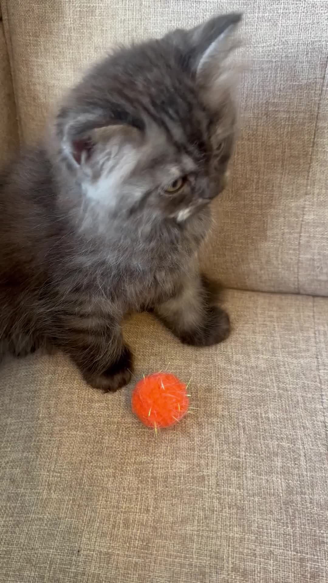 Persian cats for sale: Stunning Persian x Ragdoll kittens Ready for Homes in Watford - Video 1