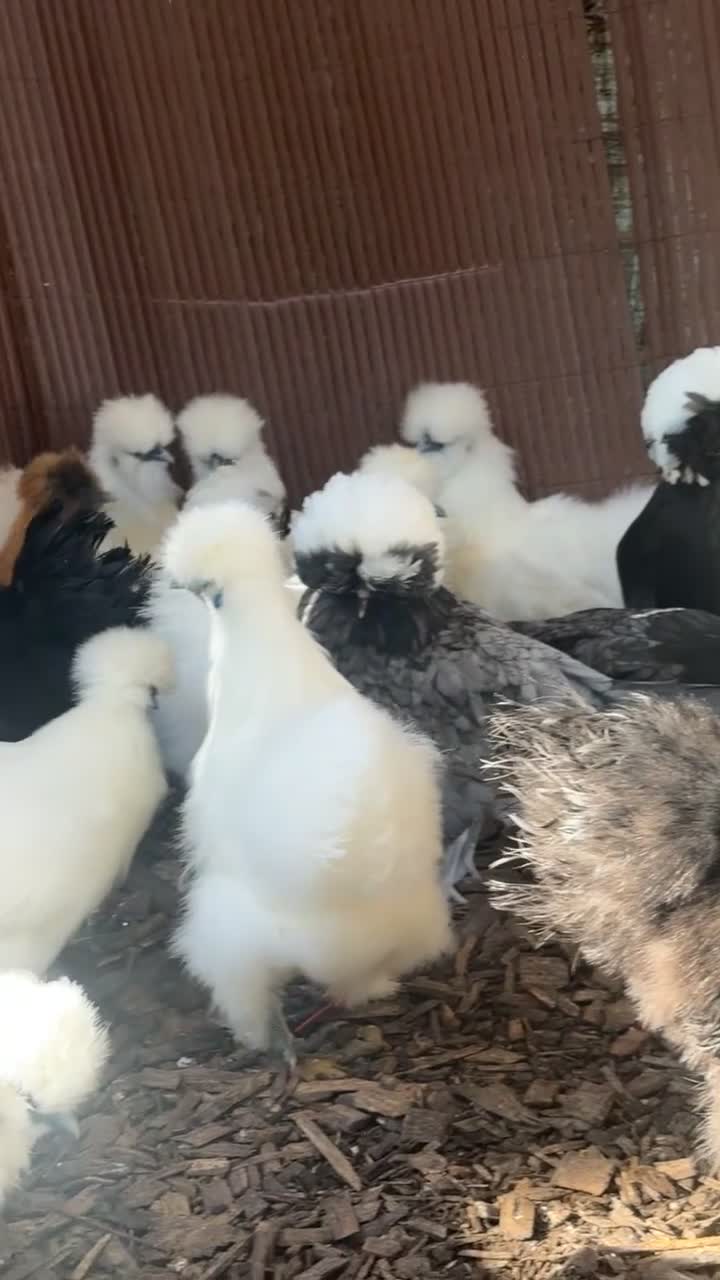 Chickens poultry for sale: Polish point of lay hens black and blue  - Video 1