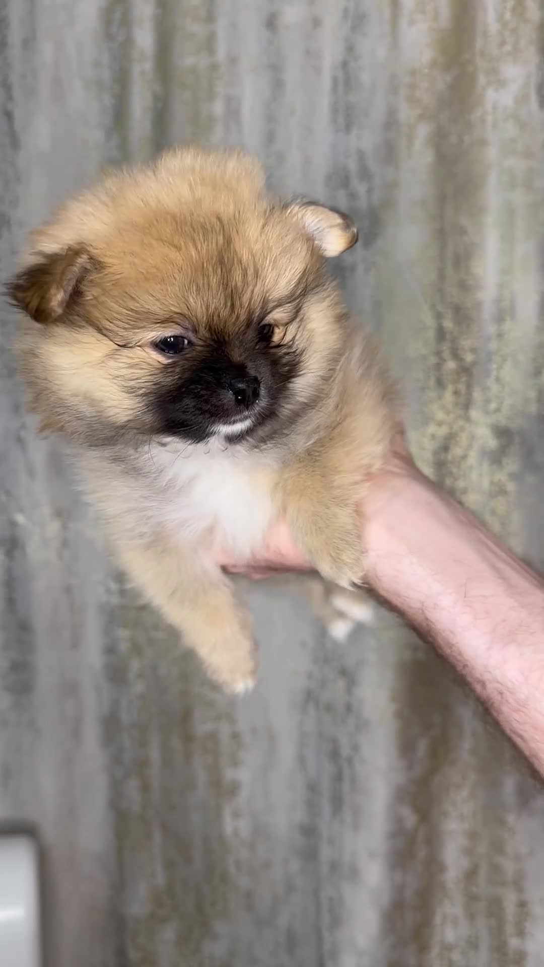 Pomeranian dogs for sale: Pomeranian puppies 💕 - Video 1