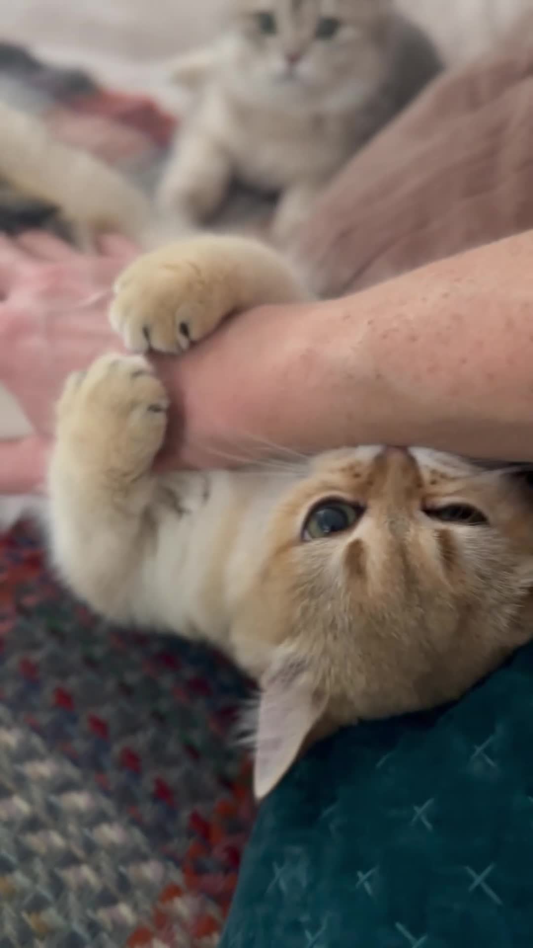 British Shorthair cats for sale: STUNNING GOLDEN BSH NY12 GCCF FEMALE KITTEN  - Video 1