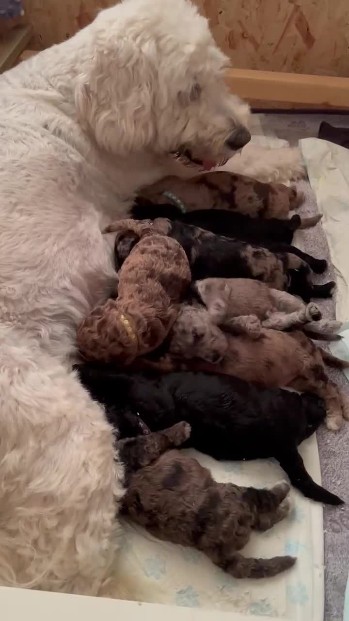 Goldendoodle dogs for sale: F1B Goldendoodle Puppies – Merle & Black – Essex - Video 1