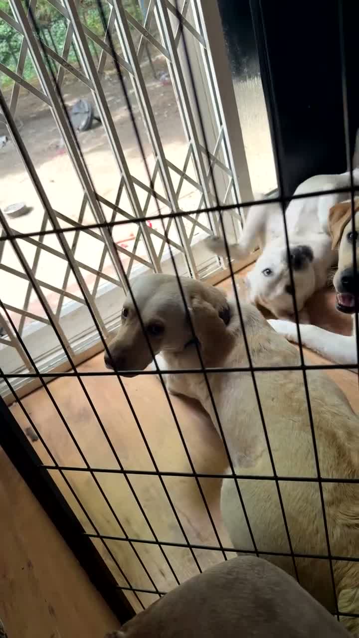Labrador Retriever dogs for sale: Little Hugo  - Video 1