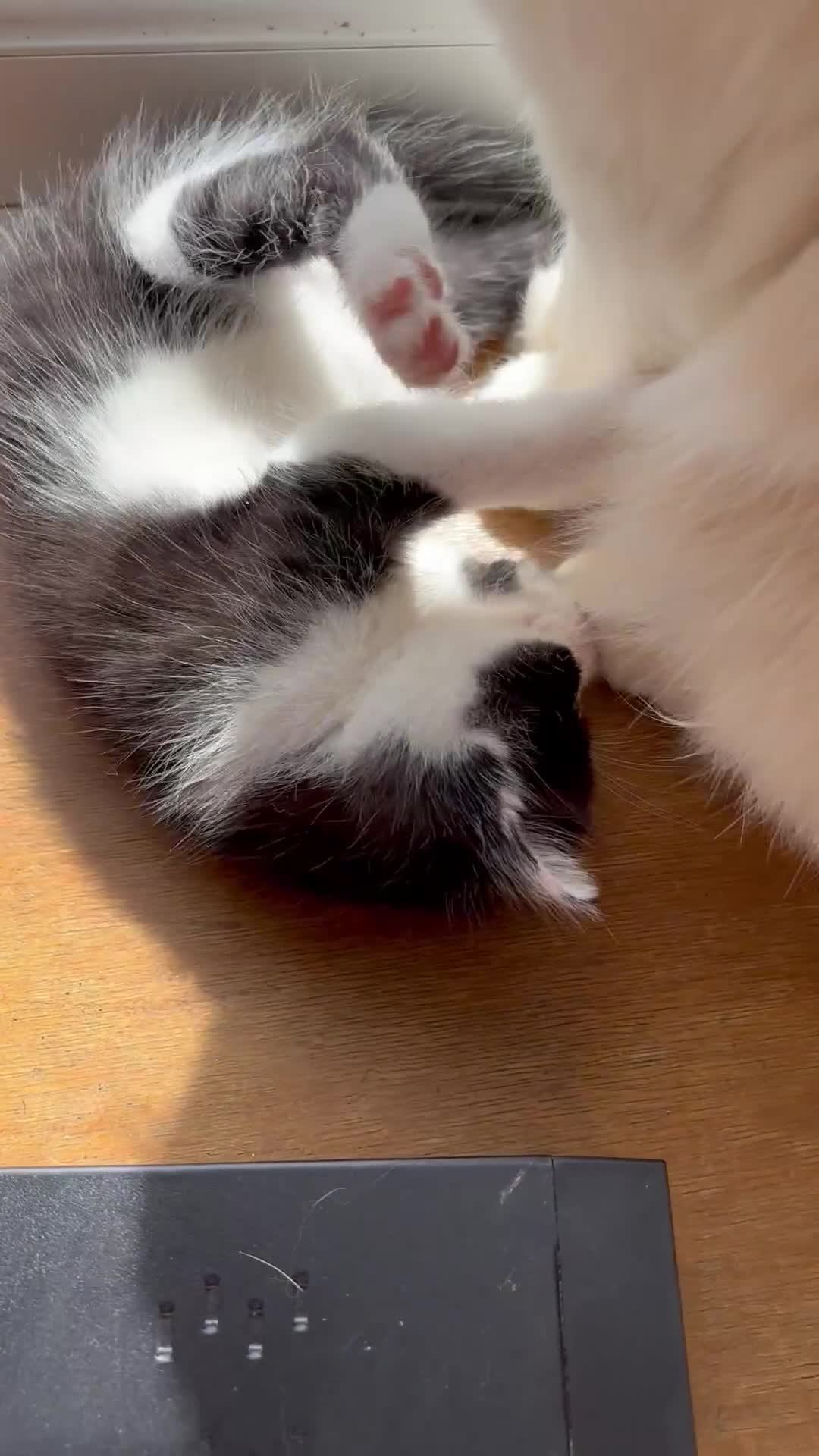 Ragdoll cats for sale: ✨Stunning Ragdoll cross  - Video 1