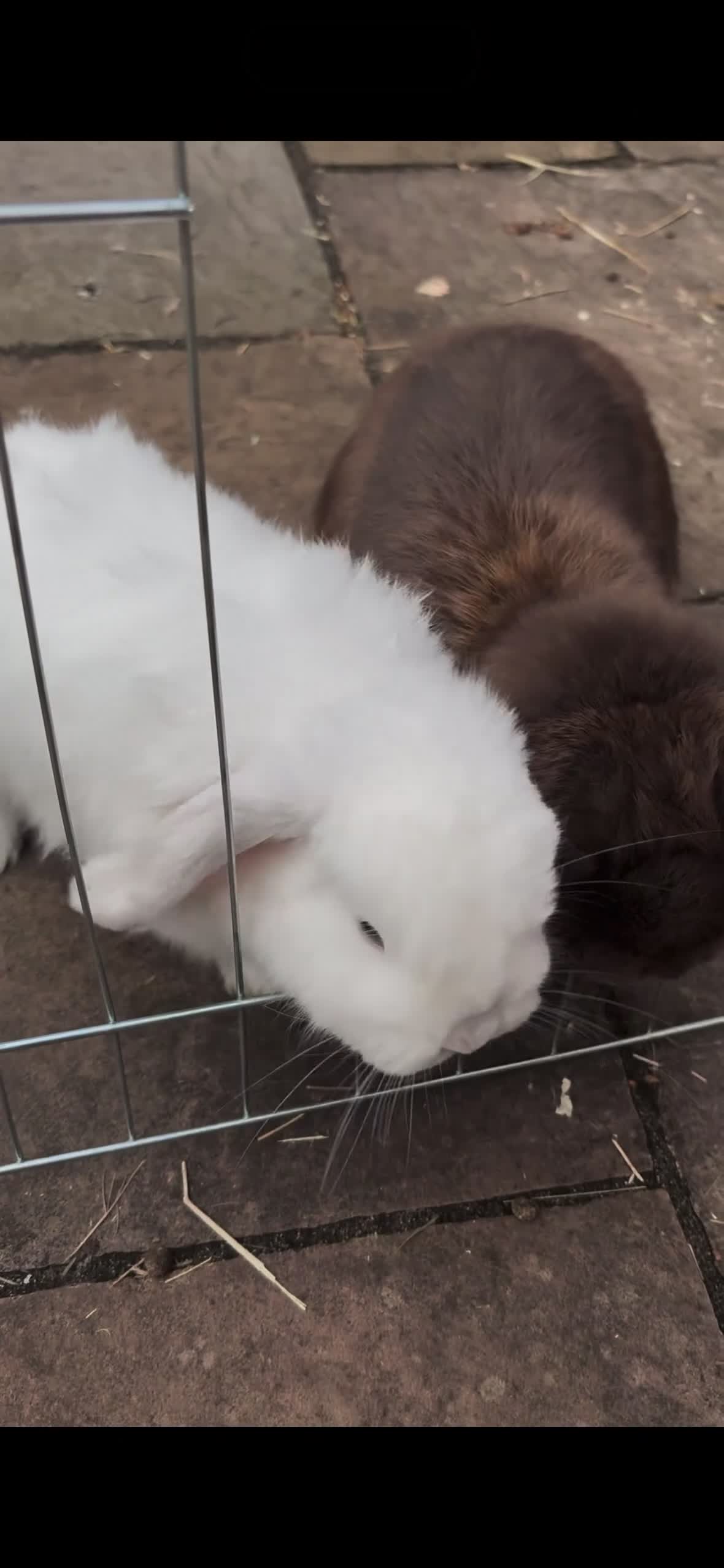 Mini Lop rabbits for sale: Two Mini lops in Stoke-on-Trent - Video 1