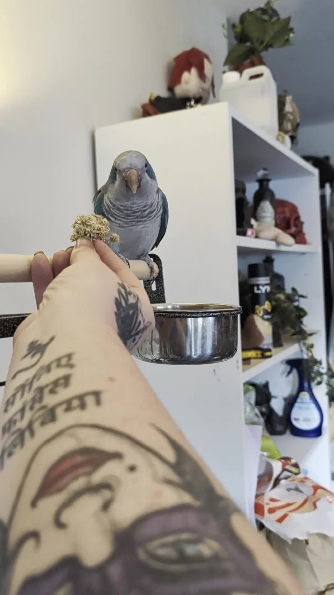 Parrots birds for sale: Reluctant sale of my blue Quaker parrot Mr chips  - Video 3