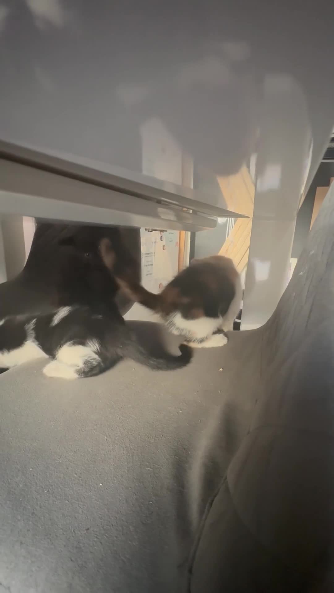Mixed Breed cats for sale: 4 Kittens for Sale. Ready for Their Forever Homes - Video 4