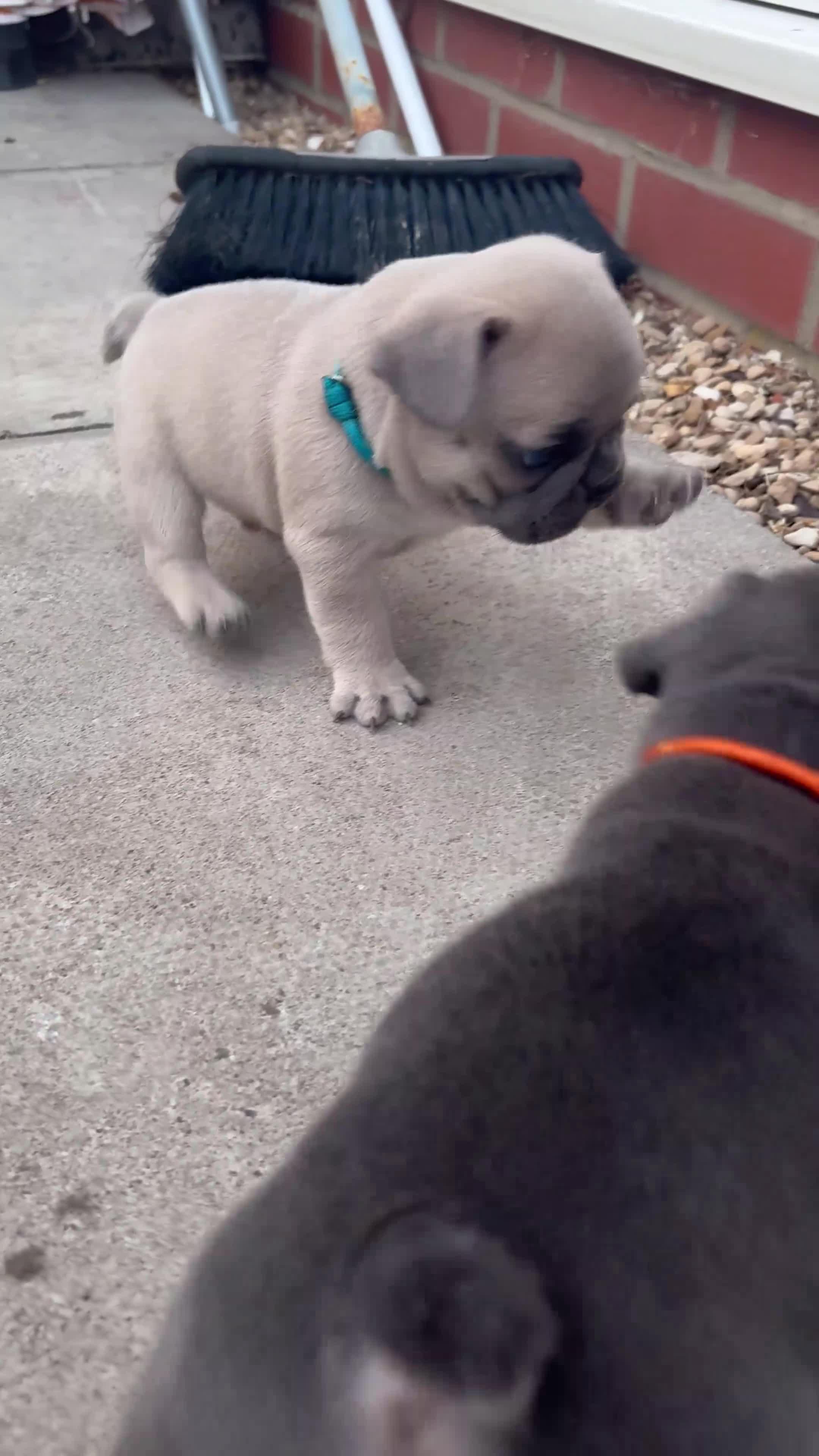 French Bulldog dogs for sale: open to offers for the right home for our babies - Video 5