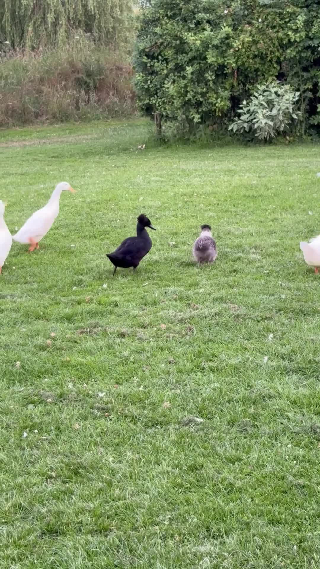 Ducks poultry for sale: Beautiful Indian Runner Ducks for sale in Perth - Video 1