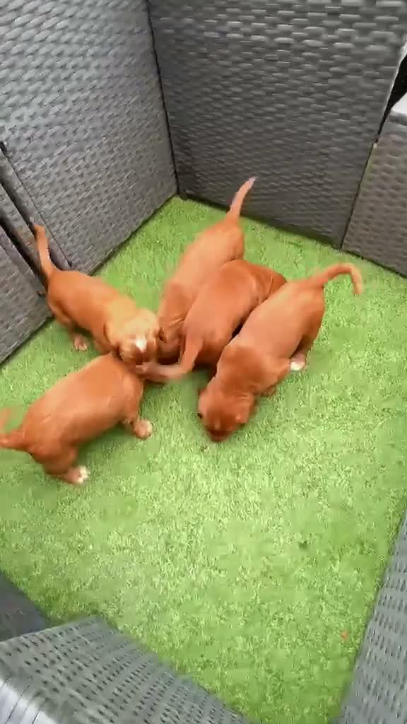 Cocker Spaniel dogs for sale: Red KC cocker spaniel puppies  - Video 1