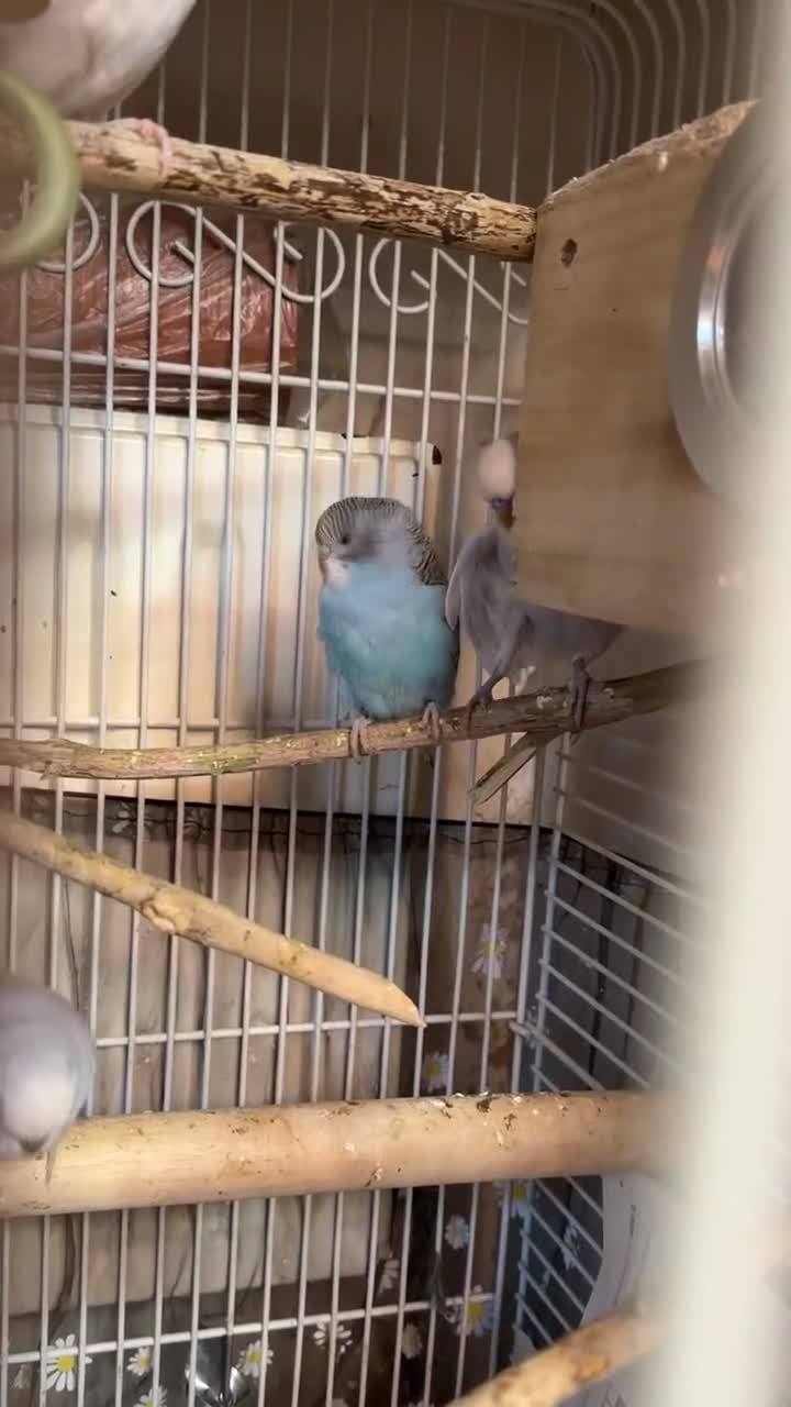 Budgerigars birds for sale: Budgies for sale - Video 1