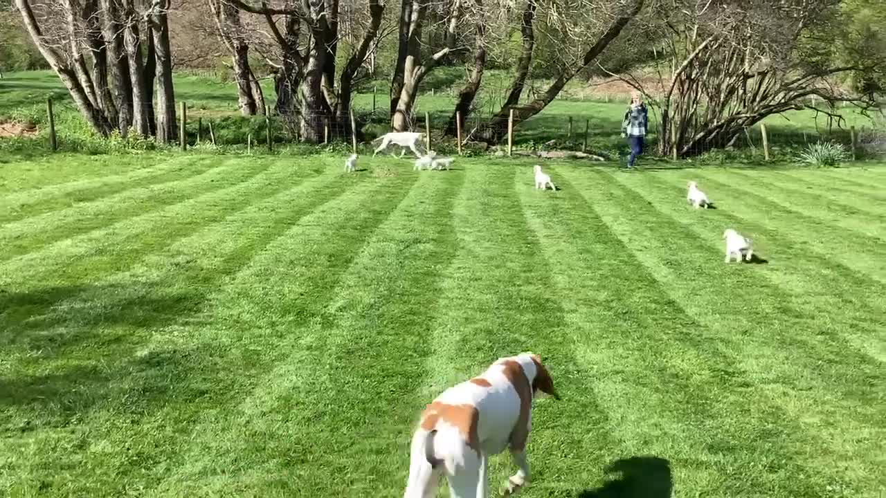 Pointer dogs for sale: Quality Pointer Puppy - Video 1