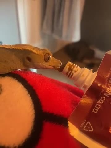 Gecko reptiles for sale: proven male harlequin crestie in Lincoln - Video 1