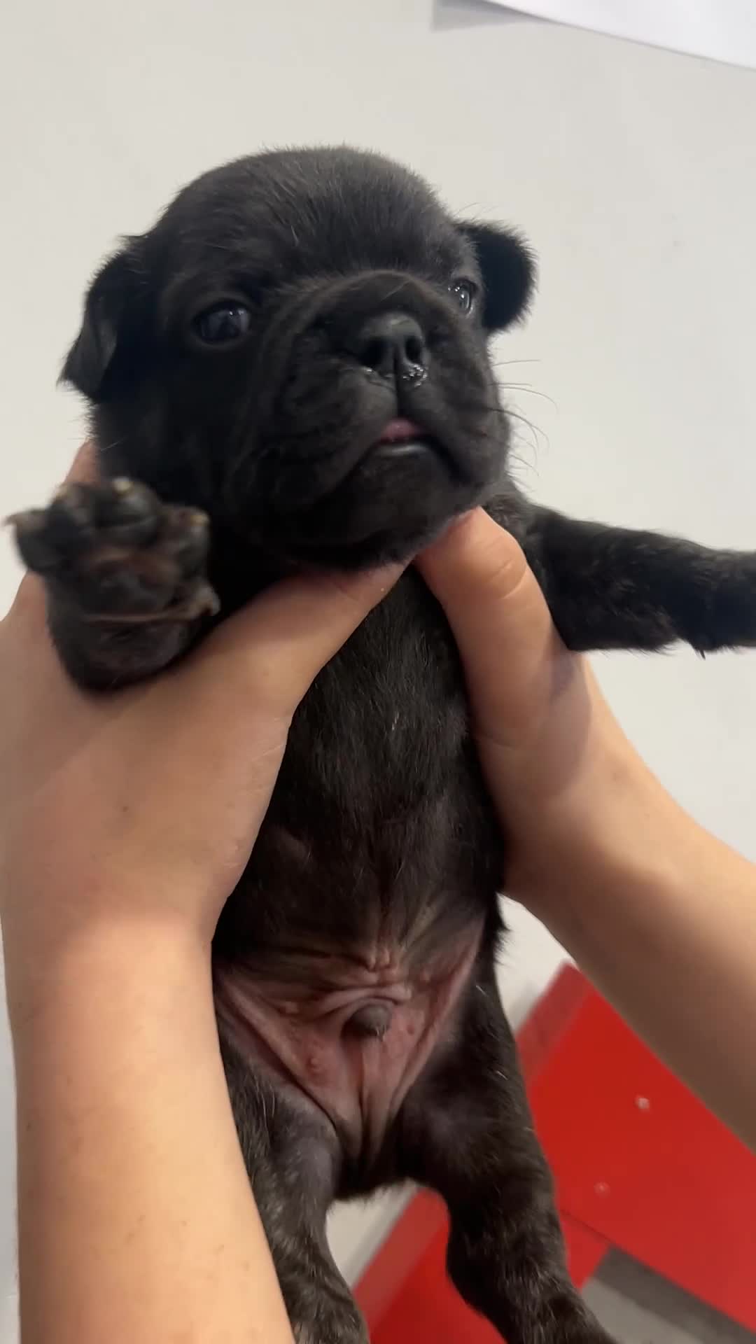 French Bulldog dogs for sale: Fluffy French bulldog puppies  - Video 1