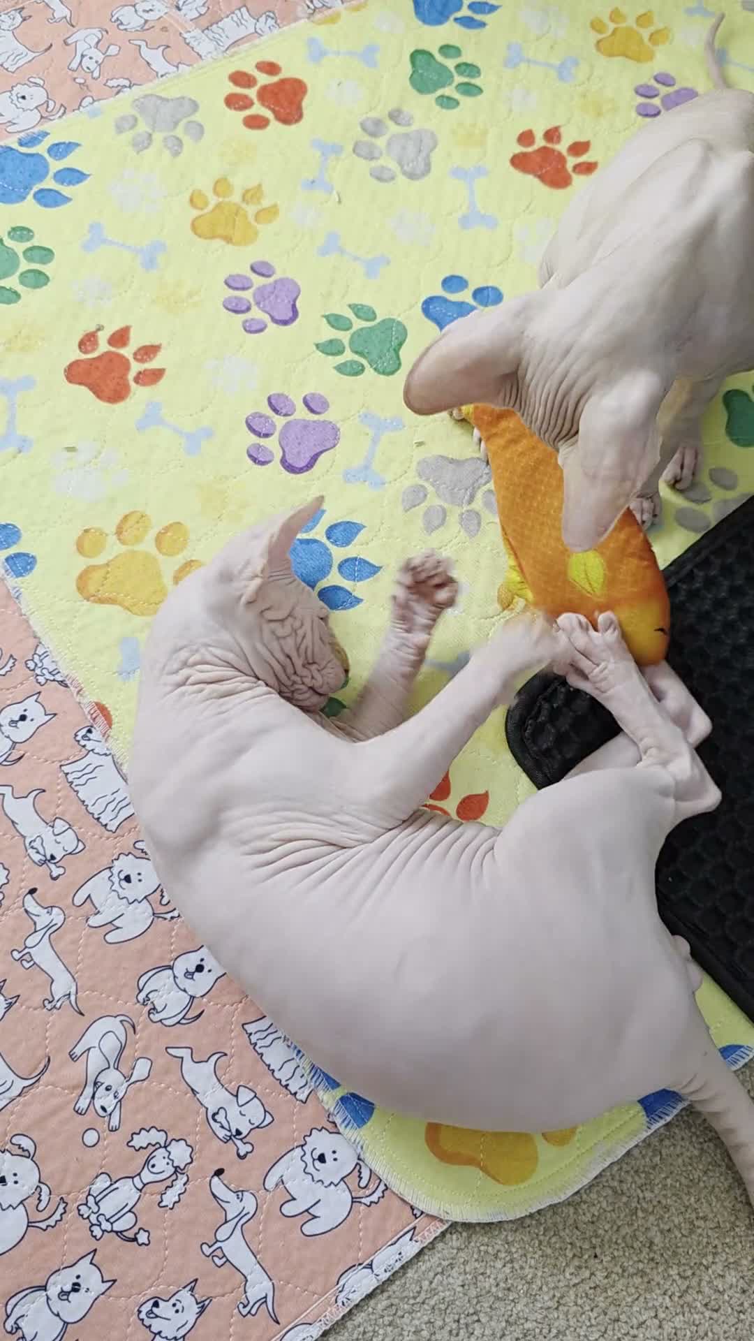 Sphynx cats for sale: 2 Stunning Sphynx Boys – Ready Now 💙 - Video 2