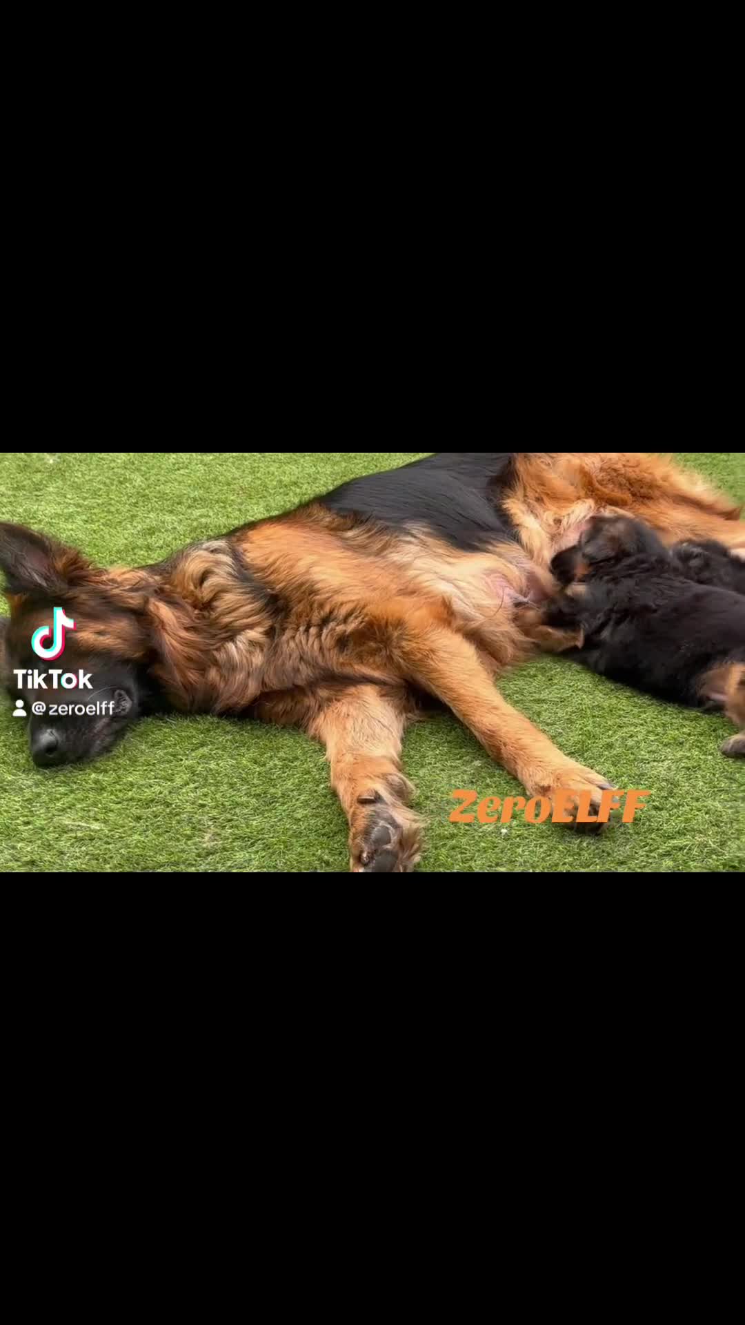 German Shepherd dogs for sale: 💥Champion🩸line KC Reg GermanShepherd puppy’s GSD - Video 2