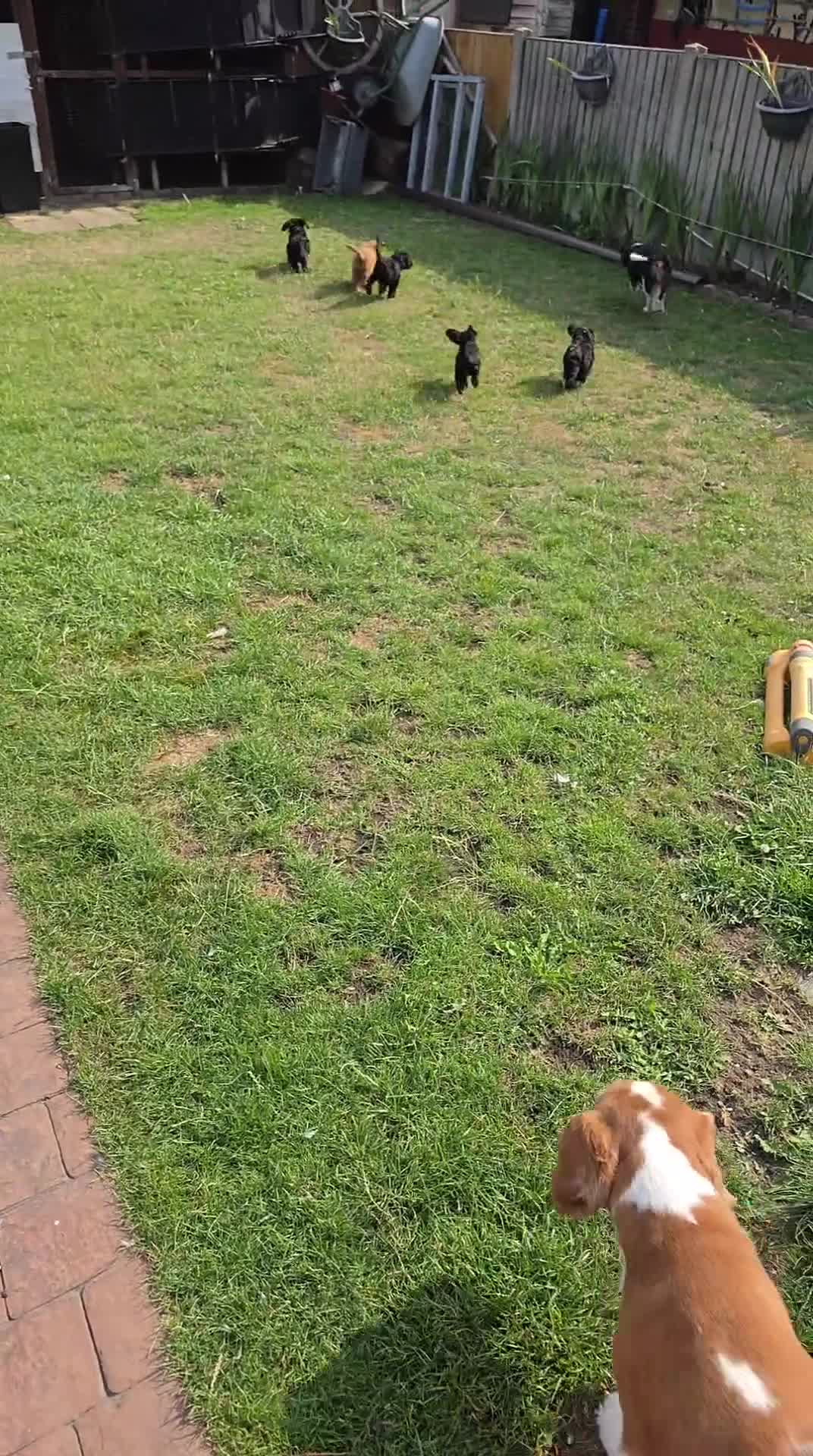 Cavapoo dogs for sale: Cavapoo  - Video 1