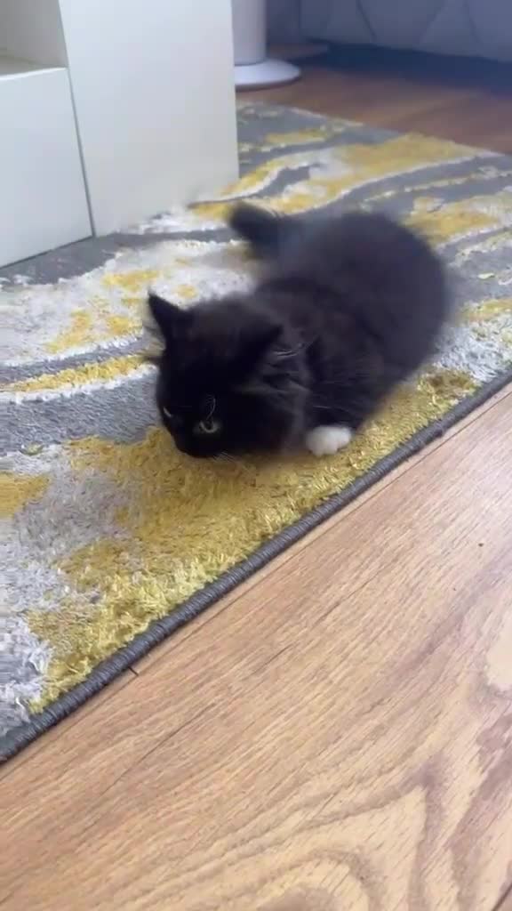 Munchkin cats for sale: 1 FEMALE LEFT Rare DWARF PERSIAN Munchkin Kittens - Video 1