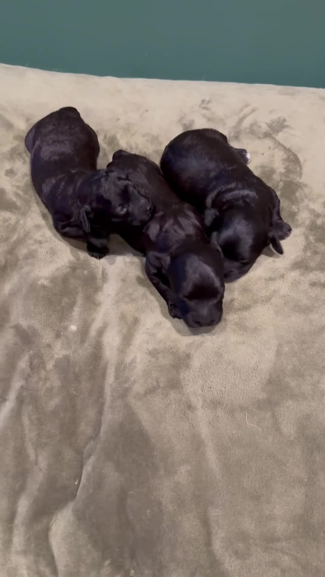 Cavapoochon dogs for sale: 2 cavapoochons available - Video 2