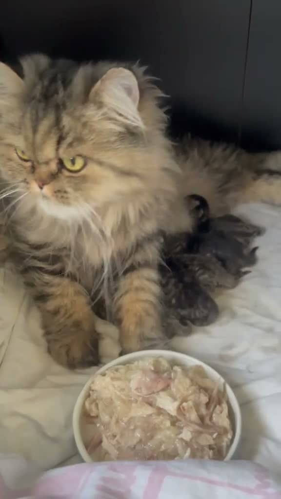 Persian cats for sale: Beautiful Persian X kittens for sale - Video 4