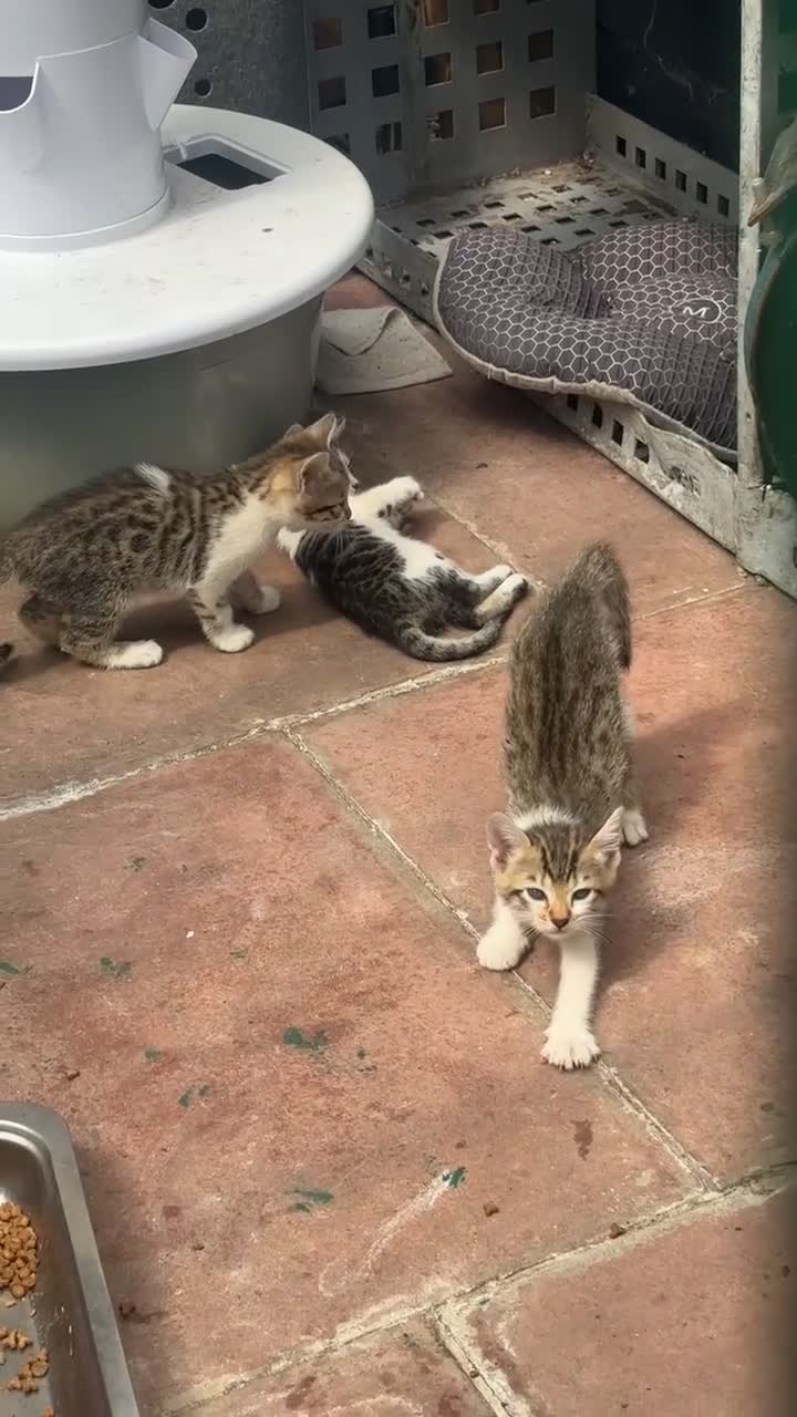 Mixed Breed cats for sale: Mix bengals kittens for sale in Liverpool - Video 2