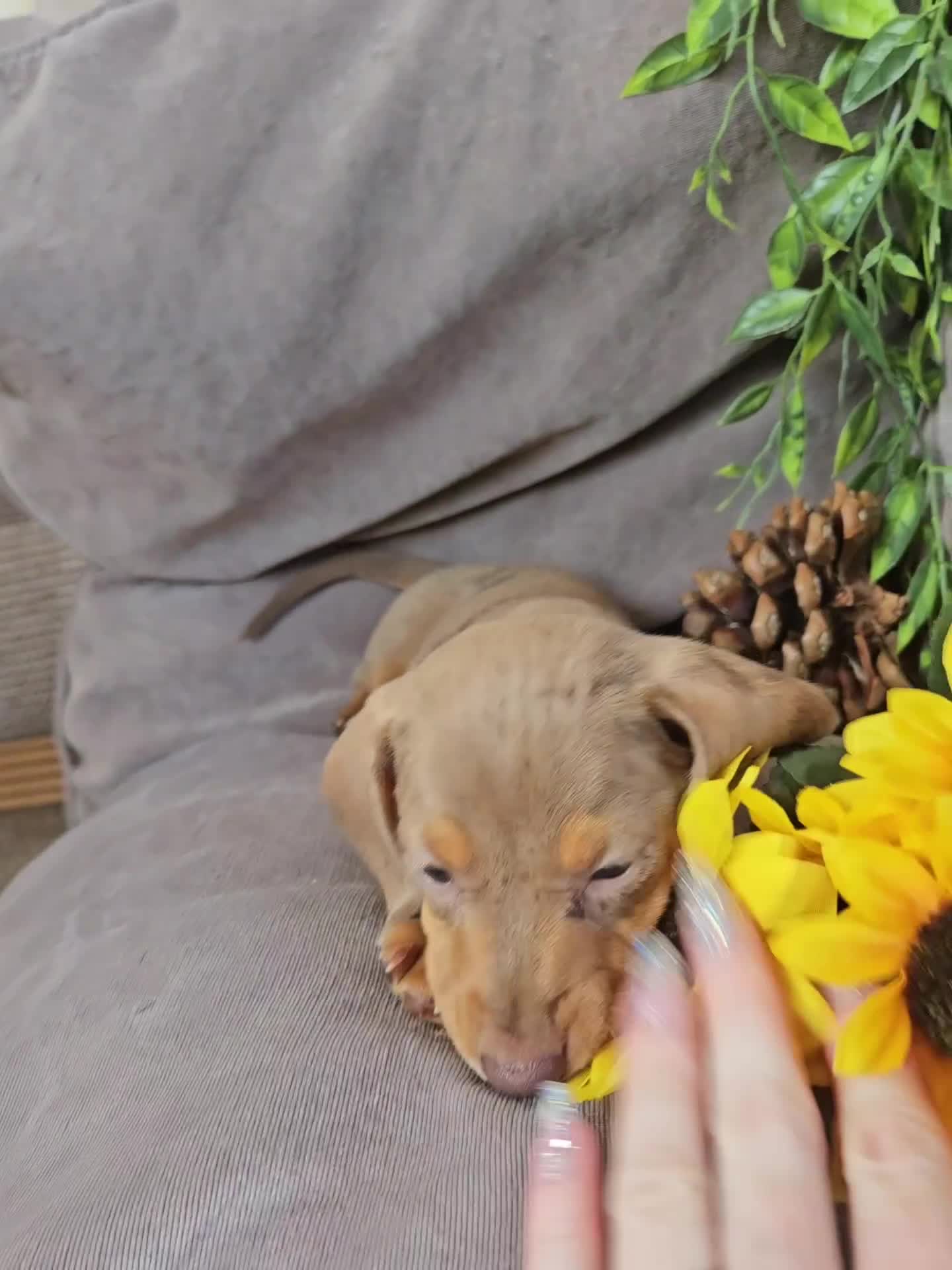 Miniature Dachshund dogs for sale: LAST PUPPY REMAINING Dapple Miniature Dachshunds  - Video 1