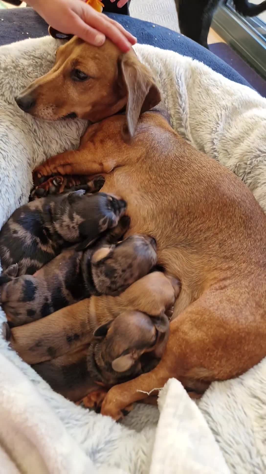 Miniature Dachshund dogs for sale: Miniature dachshund  - Video 1