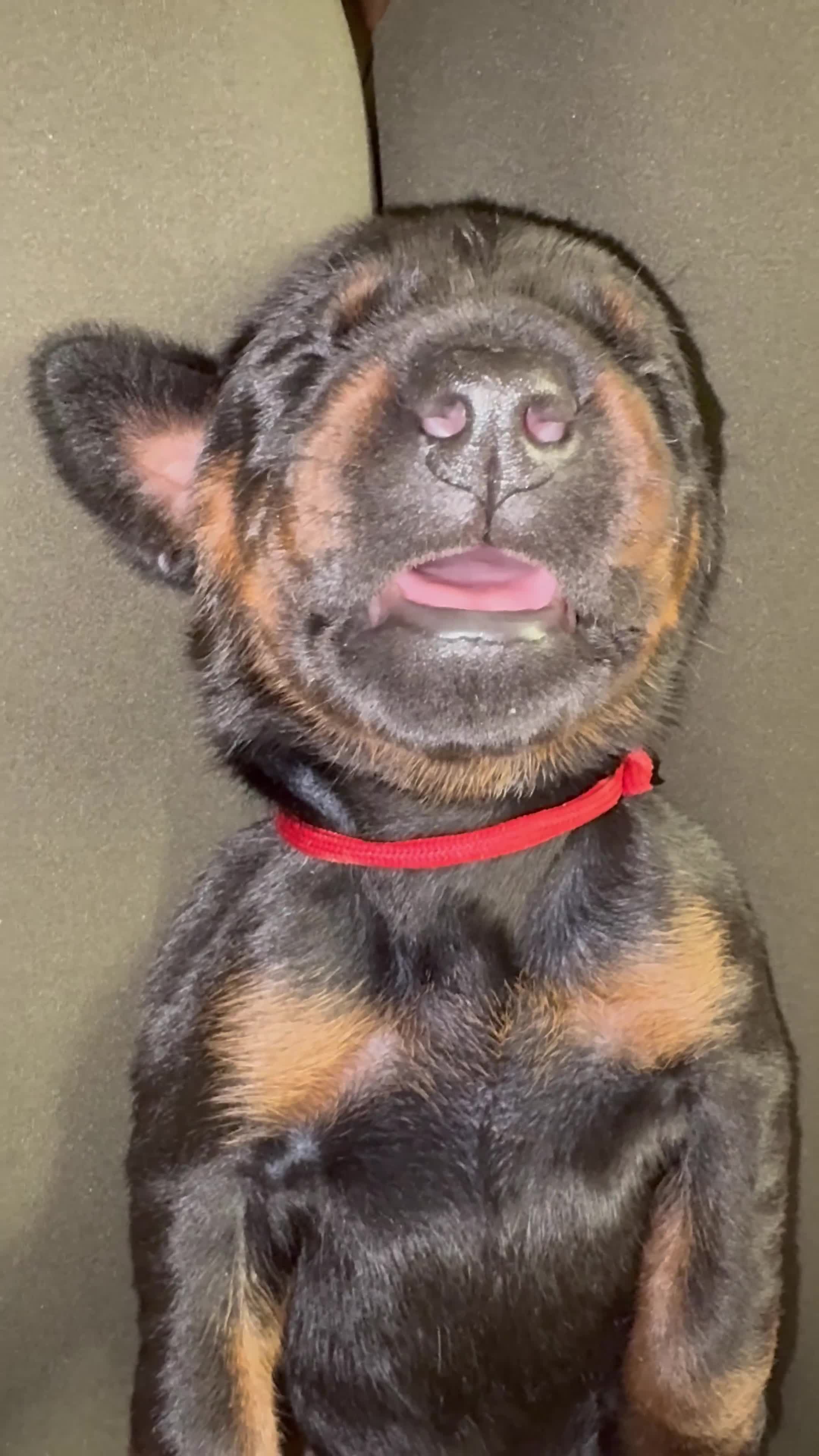 Dobermann dogs for sale: REPUTABLE DOBERMANN BREEDER - Video 1