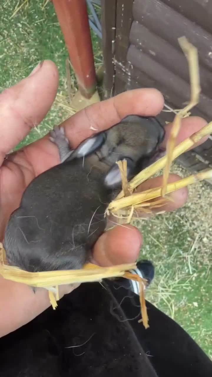 Mixed Breed rabbits for sale: Beautiful mini min Rex mix  - Video 2