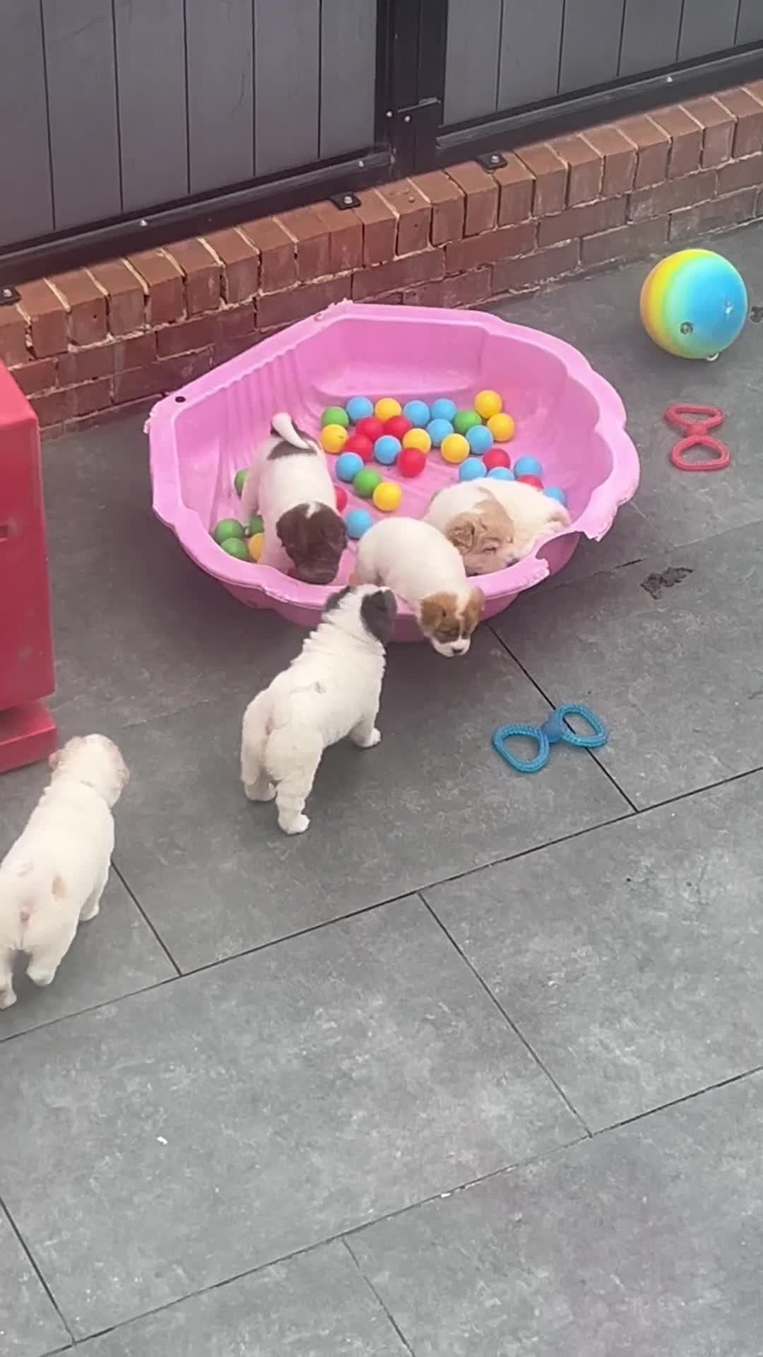 Shar Pei dogs for sale: Ready now !!! flower bear coats kc - Video 1