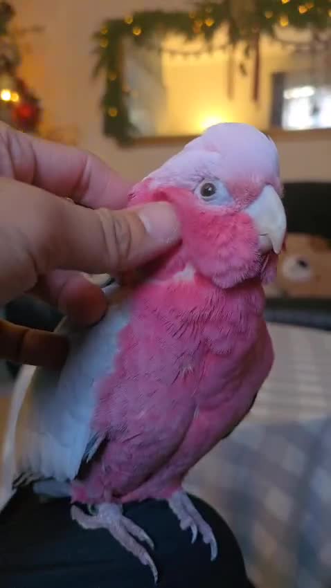 Parrots birds for sale: BuBu The Galah with full set up 1500 ono - Video 1
