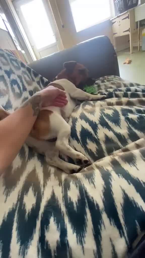 Jack Russell dogs for adoption: Jasper - Video 1