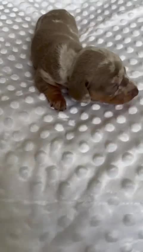 Miniature Dachshund dogs for sale: KC Miniature Isabella Dapple Dachshunds - Video 4