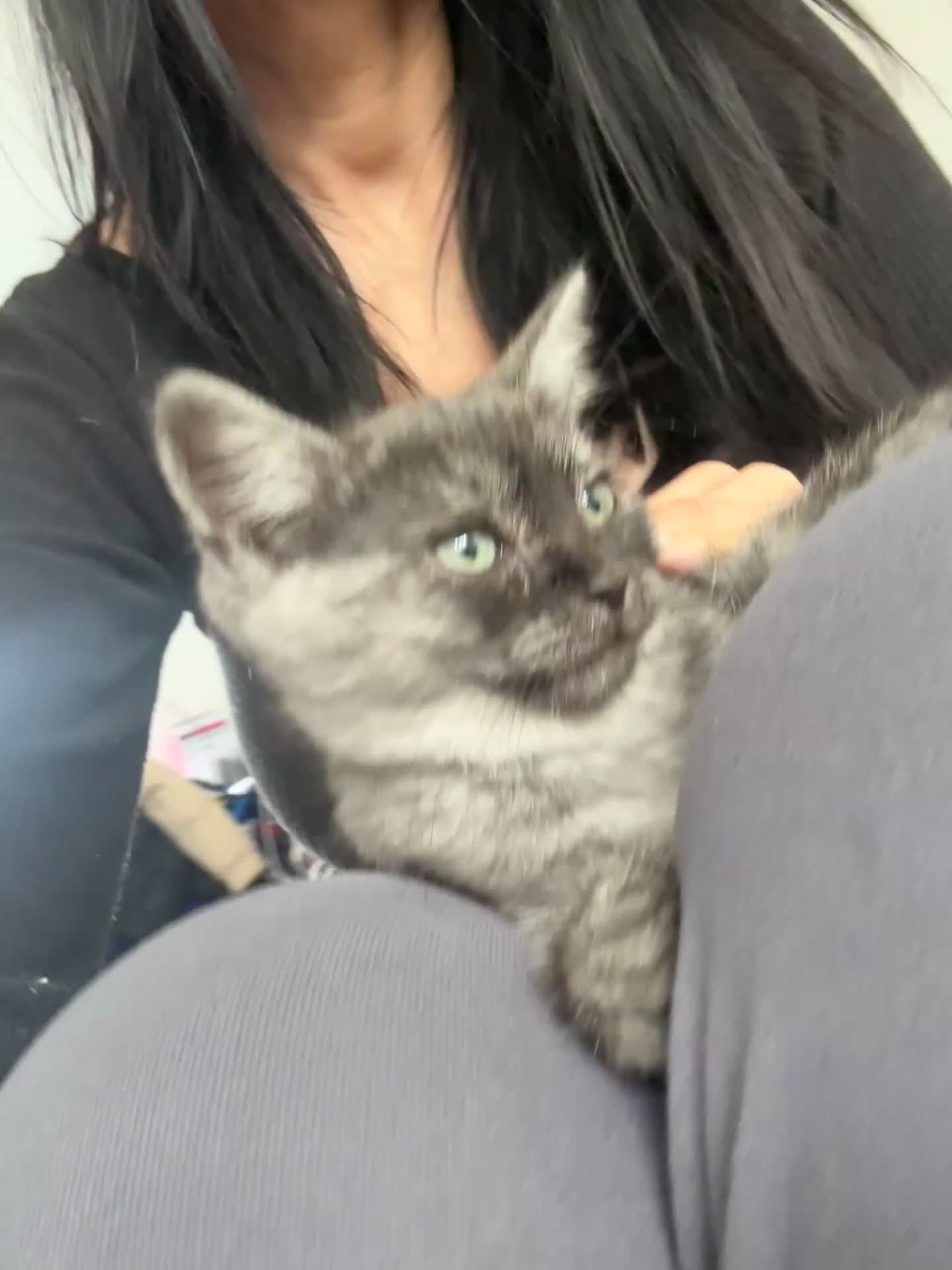 Scottish Fold cats for sale: Stunning Black smoke straight girl  - Video 1