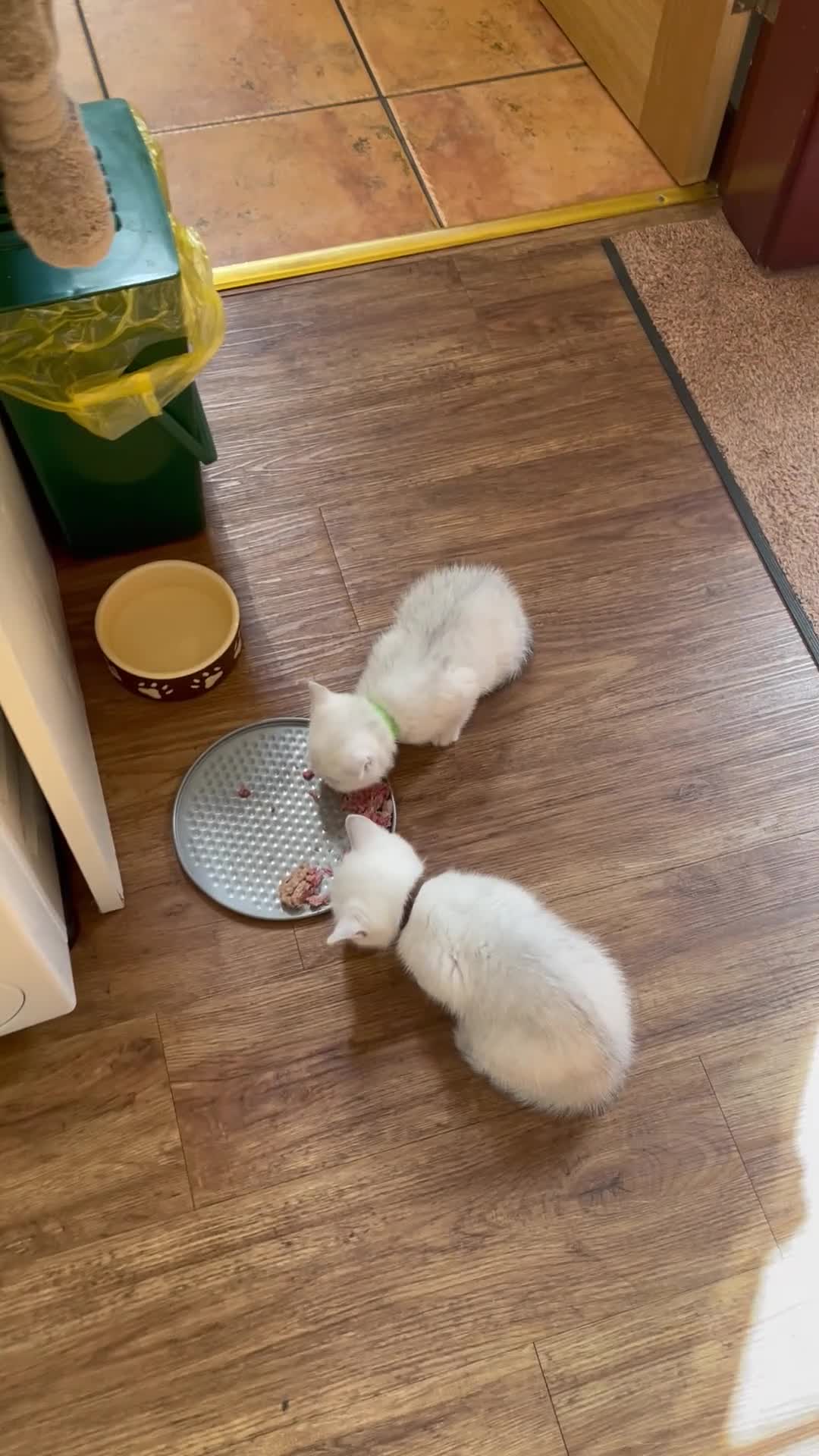 British Shorthair cats for sale: BSH Silver Tipped GCCF REGISTERED  - Video 2