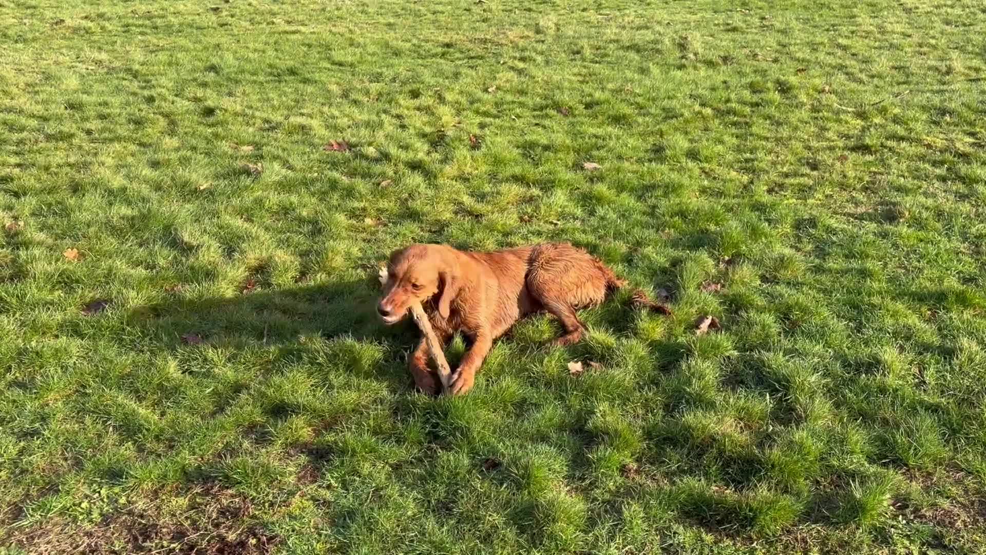 Golden Retriever dogs for sale: Beautiful Young Working Golden Retriever Female - Video 2