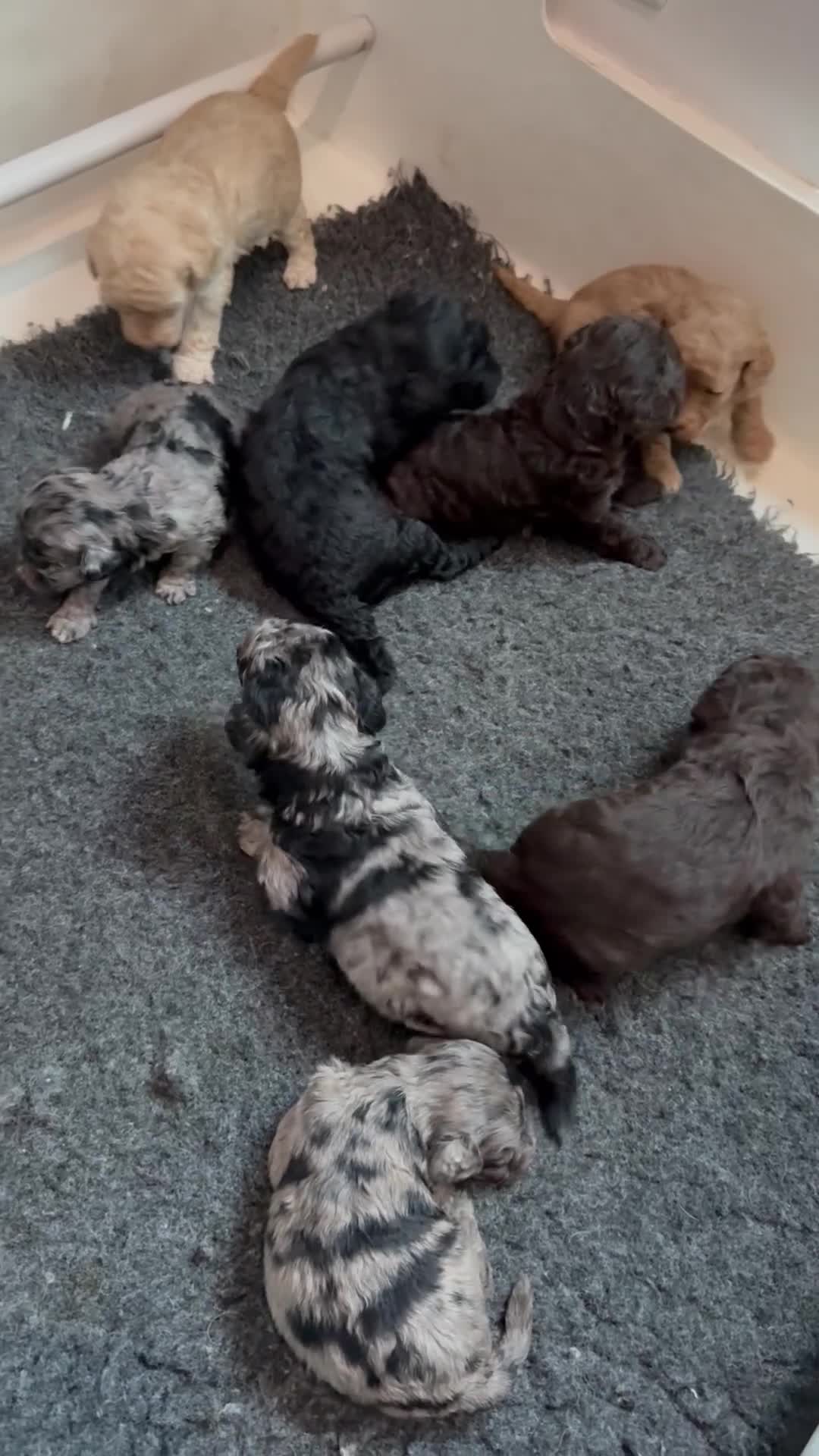 Labradoodle dogs for sale: Our Therapy Dog has had a litter of Labradoodles  - Video 3