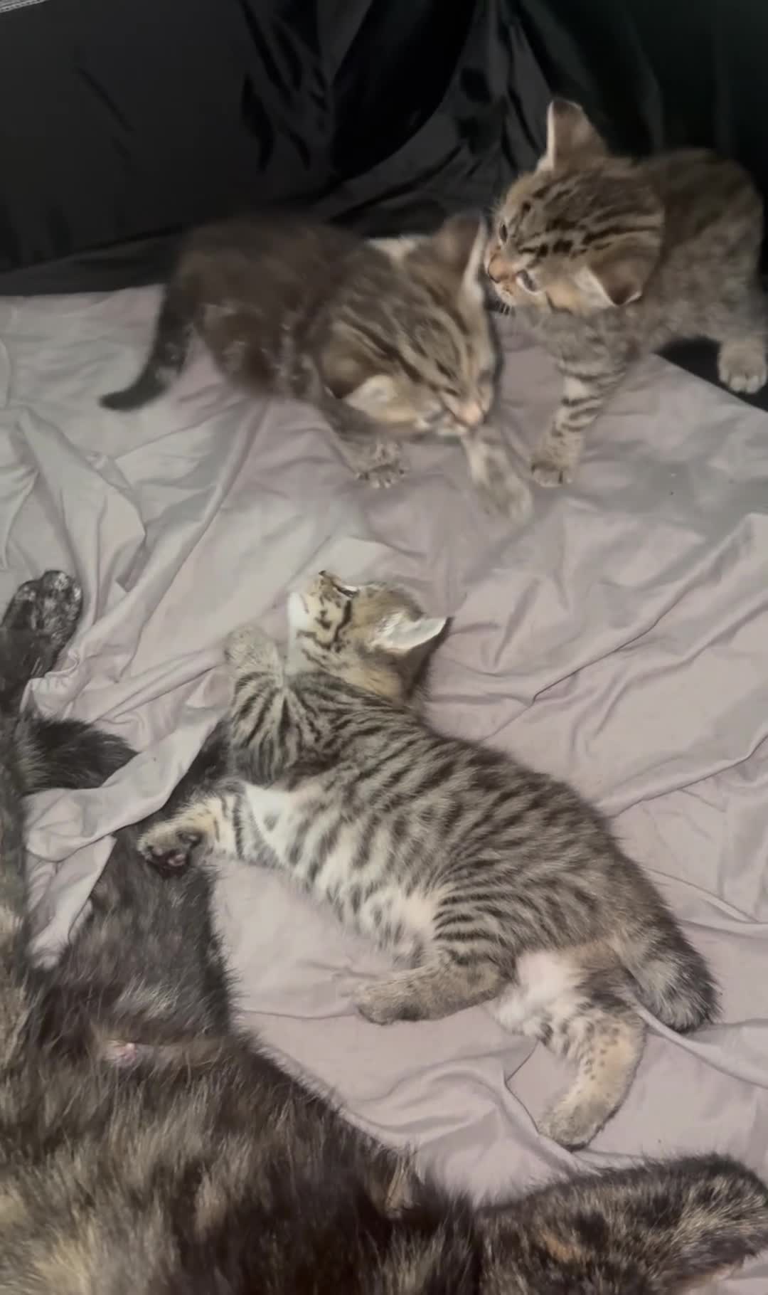 Bengal cats for sale: 4 bengals 2 black/white ready in time for  **   - Video 1