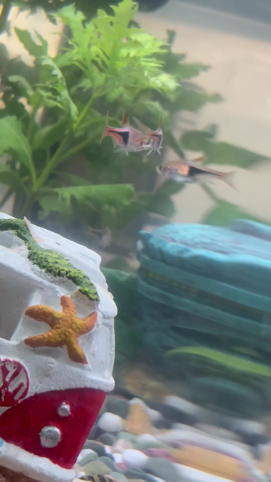 Rasboras fish for sale: 4 Harlequin Rasboras - Video 1