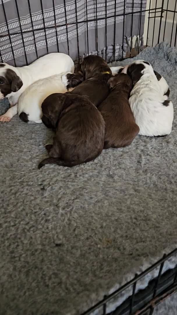 Field Spaniel dogs for stud: Proven Chocolate Spaniel for Stud  in Livingston - Video 1