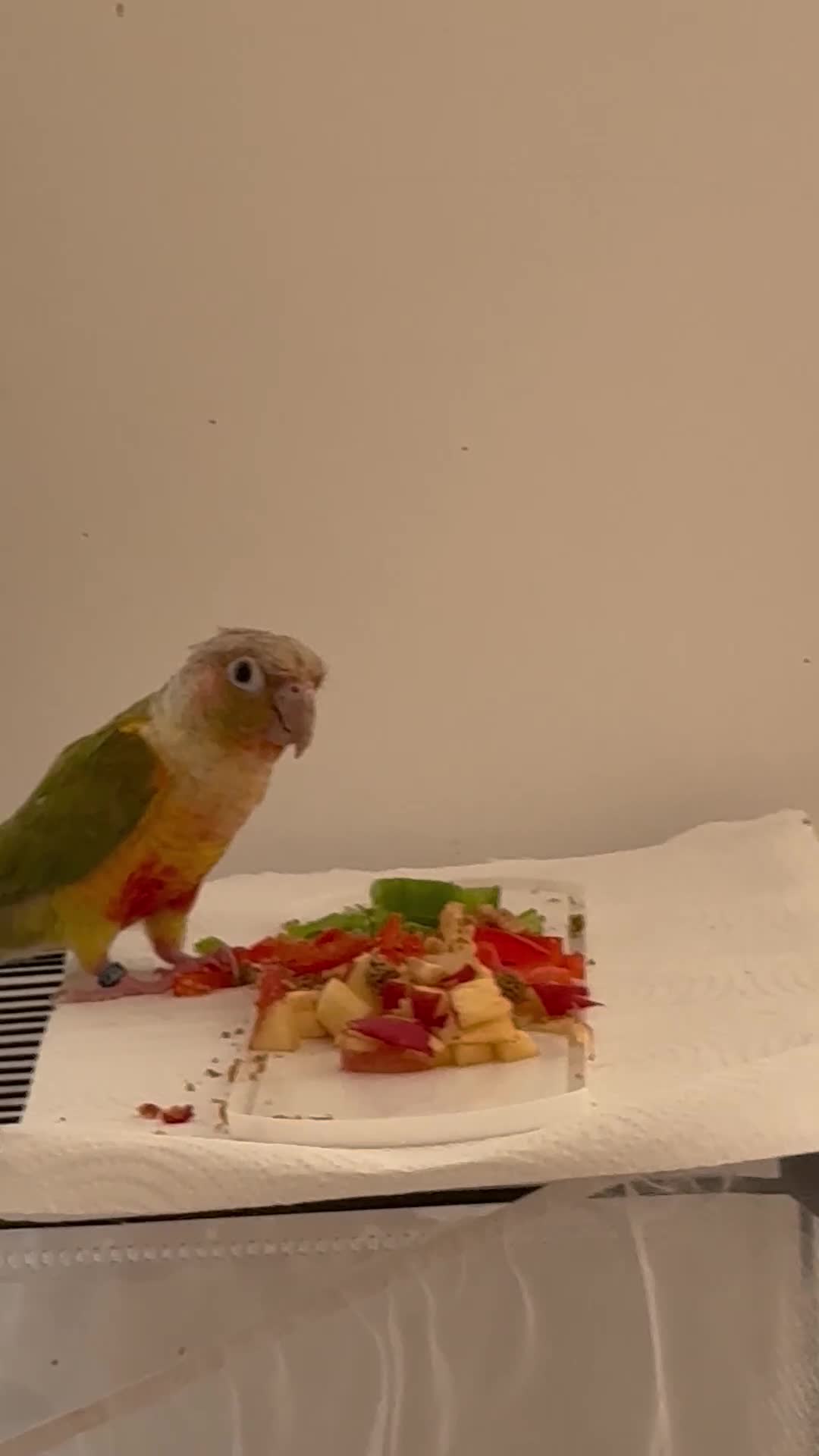 Conures birds for sale: Beautiful Pineapple Conure - Video 1