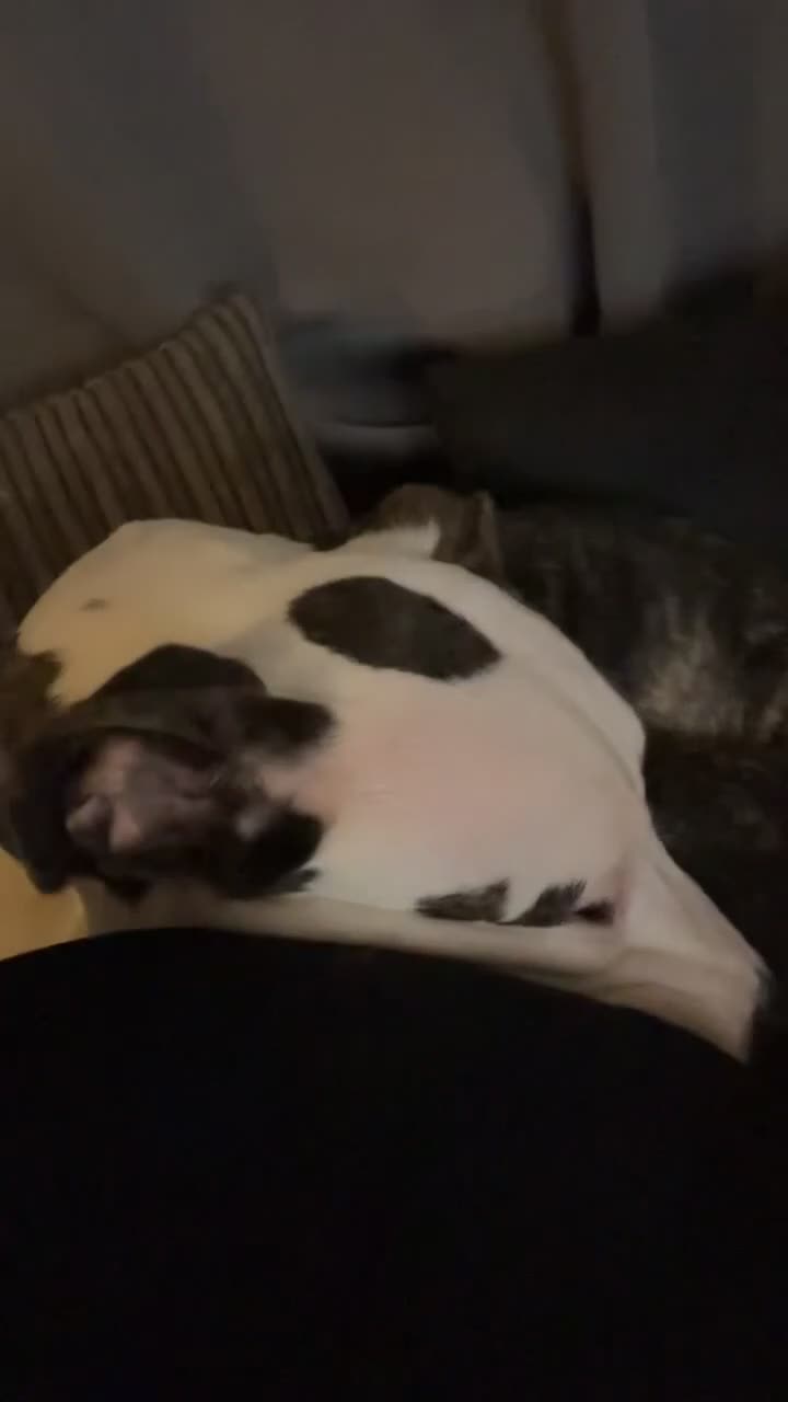 Mixed Breed dogs for sale: Looking to rehome my puppy  in Carterton - Video 1