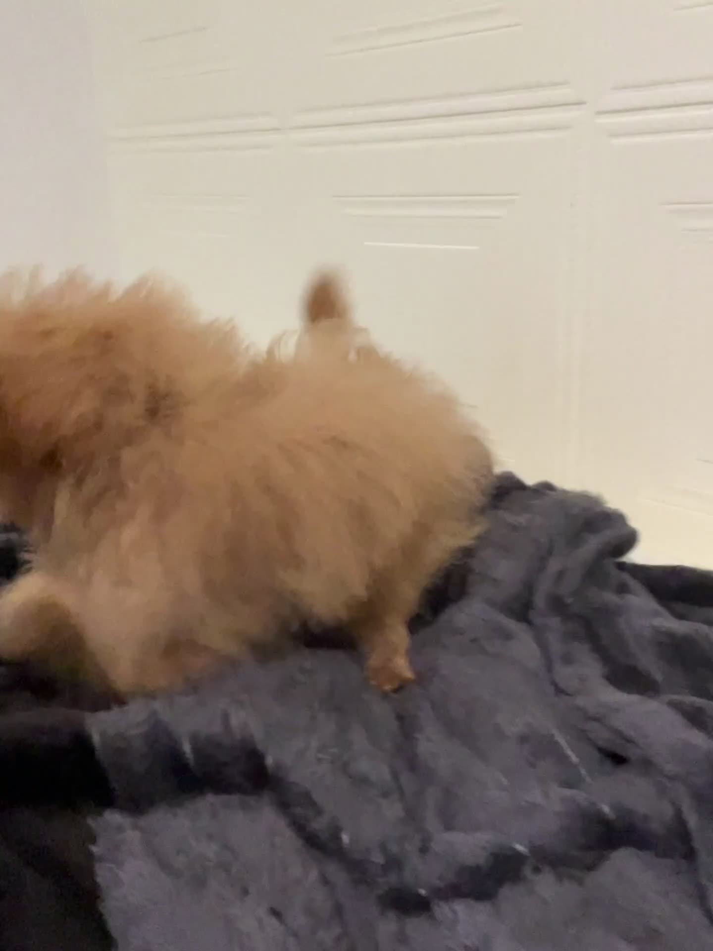 Maltipoo dogs for sale: Low price!⭐️F1B Maltipoo⭐️Exceptional bloodline - Video 1