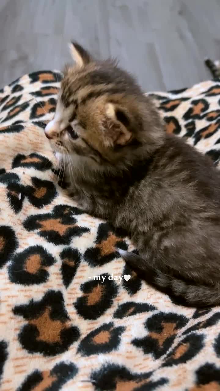 Mixed Breed cats for sale: 3 Healthy, Playful Kittens  - Video 3