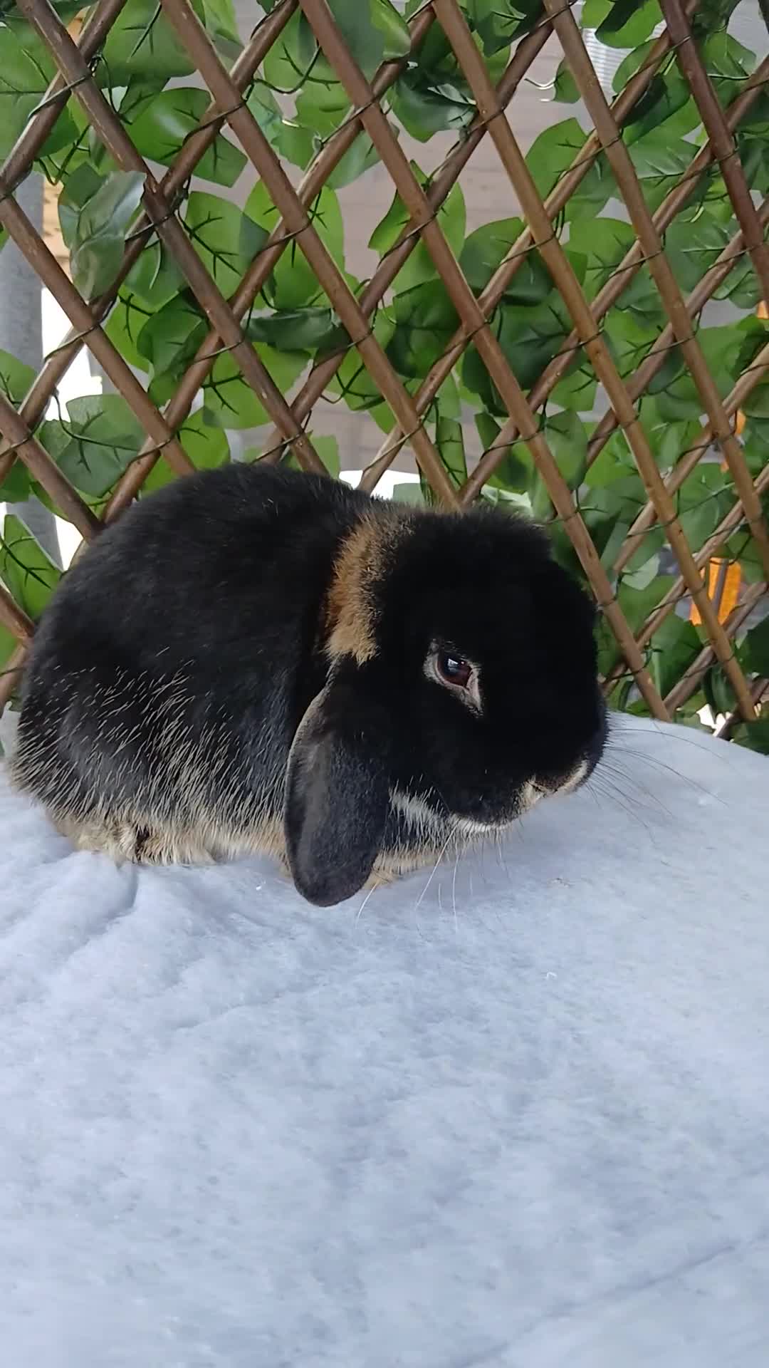 Mini Lop rabbits for sale: Very friendly mini lop buck (ON HOLD) - Video 1