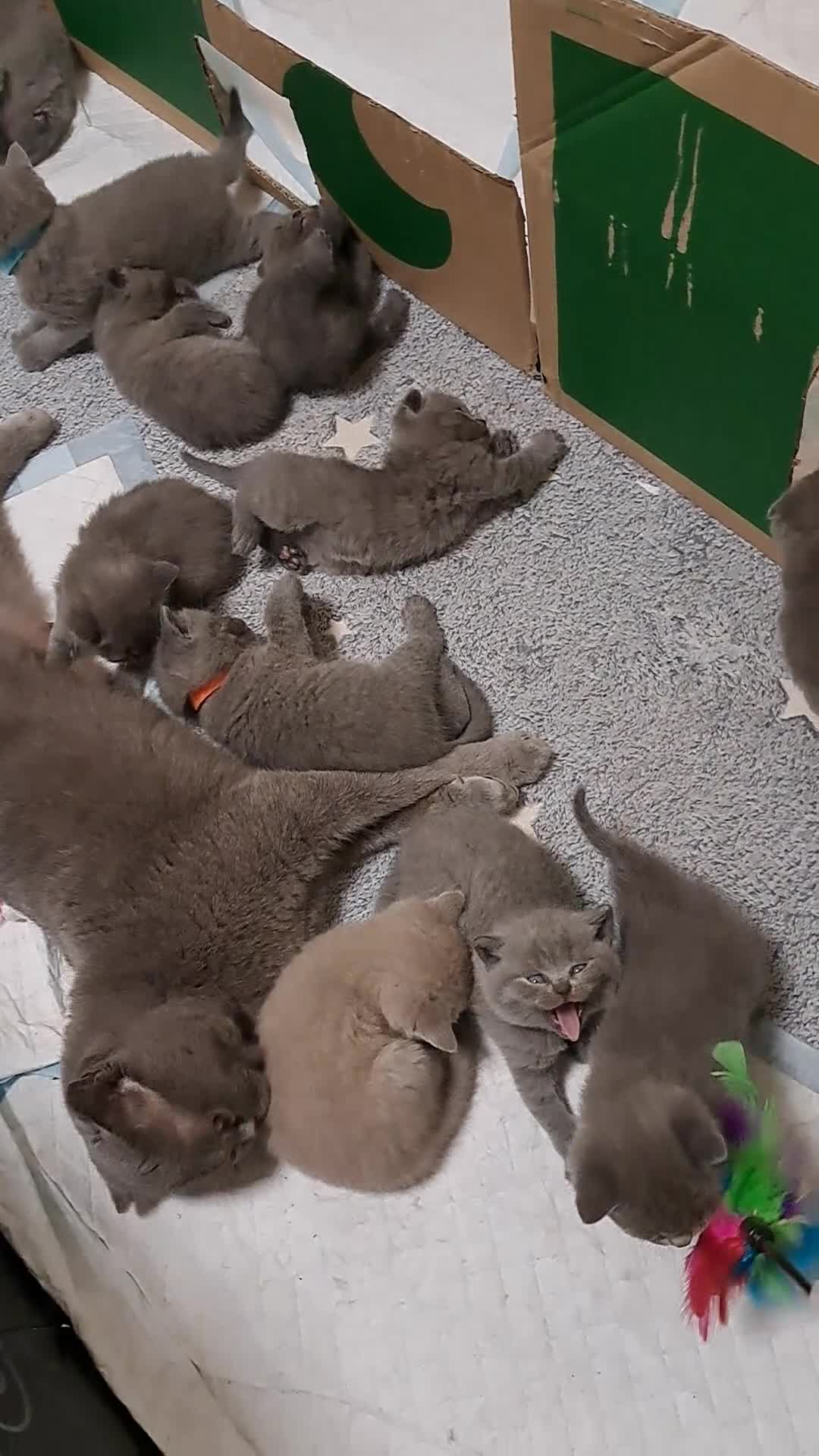 British Shorthair cats for sale: BRITISH SHORTHAIR BLUE and LILAC are AVAILABLE  - Video 2