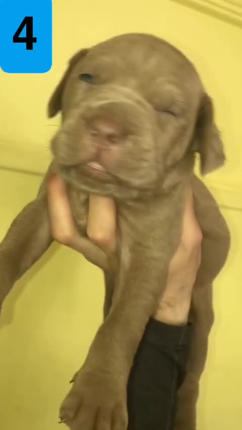 Bandog dogs for sale: BANDOG PUPPIES, TOP EUROPEAN WORKING BLOODLINES - Video 1