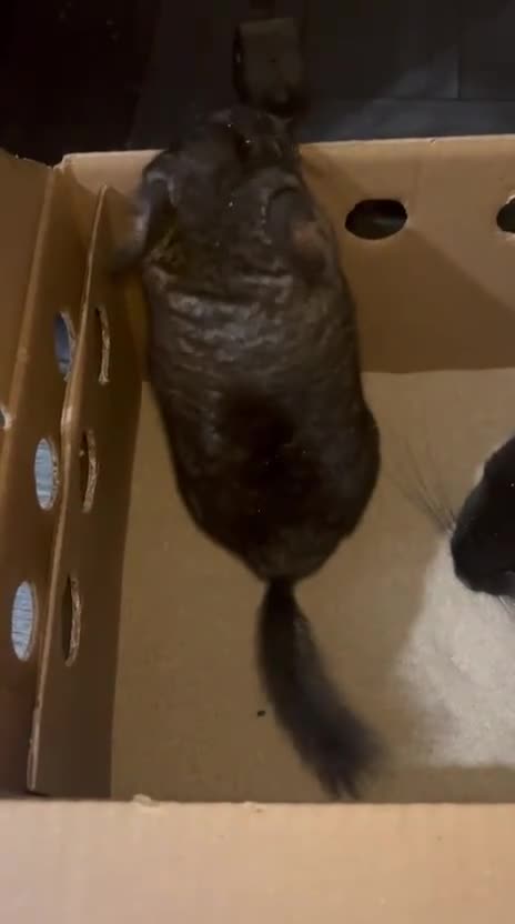 Chinchilla rodents for sale: { Still available female med ebony kit )  £80  - Video 1