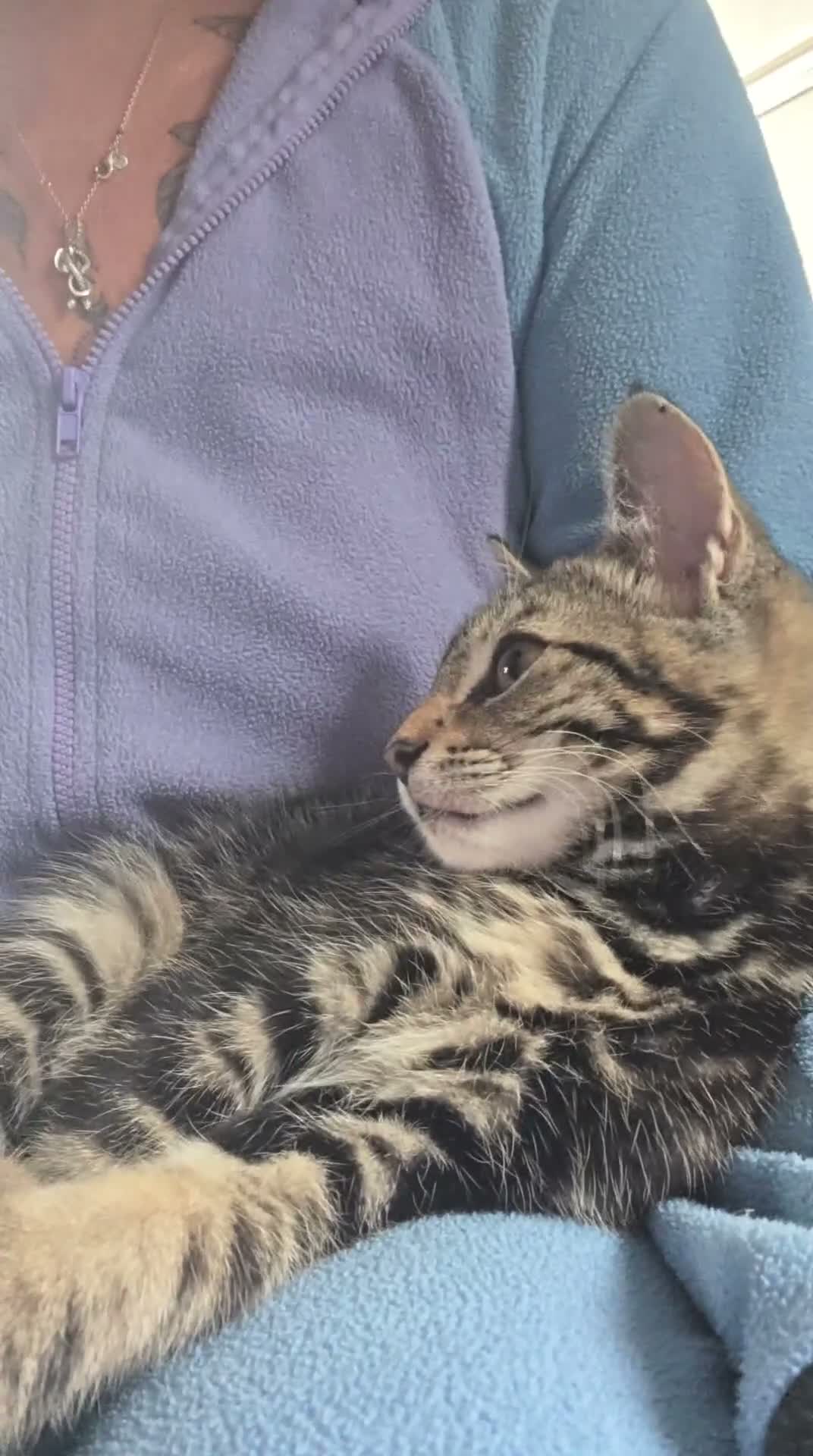 Mixed Breed cats for sale: Bengal cross boy with kitten bundle - Video 3
