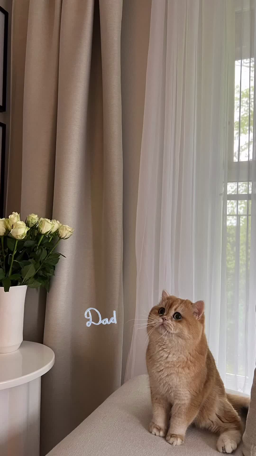 British Shorthair cats for sale: British Shorthair Golden kittens  - Video 2