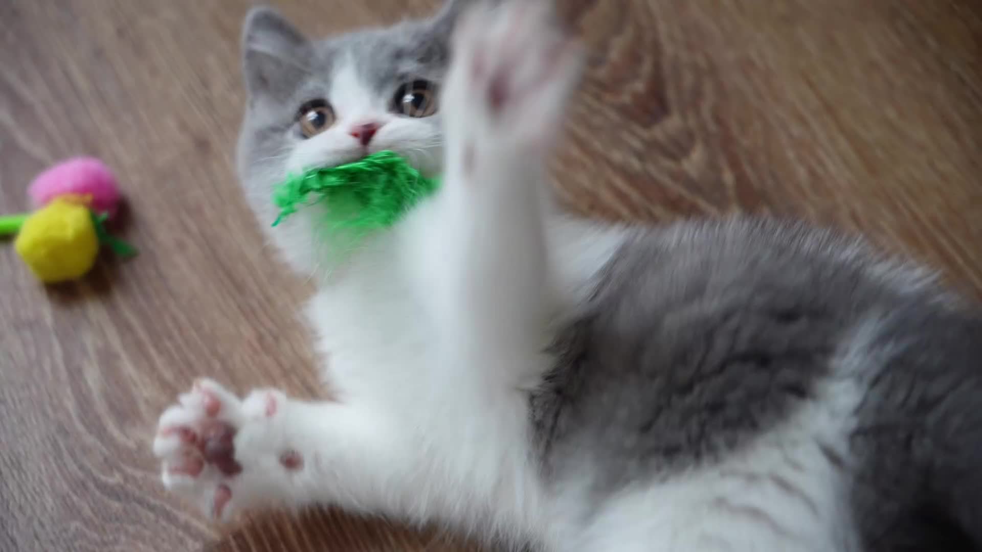 British Shorthair cats for sale: (Ready now) Registered and health checked BSH - Video 1
